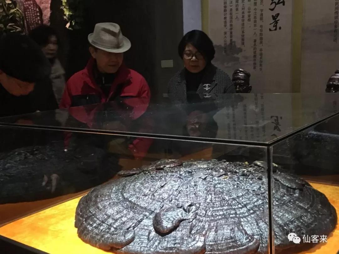 中國靈芝十大品牌|仙客來靈芝|仙客來靈芝破壁孢子粉|仙客來孢子油|仙客來靈芝飲片|仙客來破壁孢子粉|仙客來靈芝中藥飲片|馳名商標(biāo)|m.stfilm.cn|