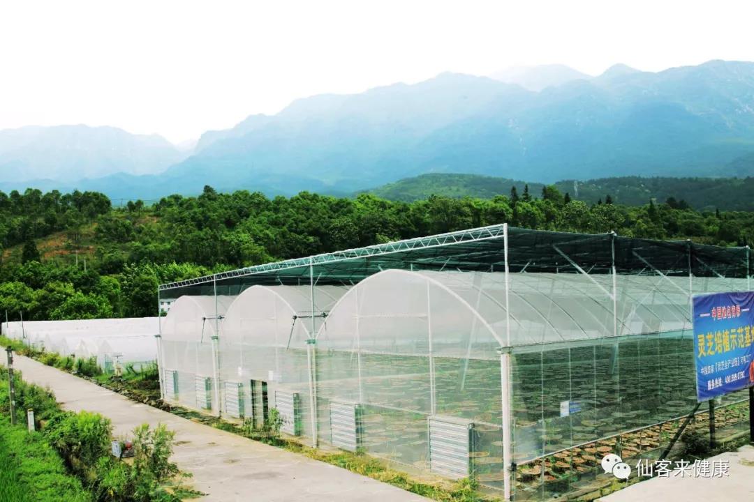 中國靈芝十大品牌|仙客來靈芝|仙客來靈芝破壁孢子粉|仙客來孢子油|仙客來靈芝飲片|仙客來破壁孢子粉|仙客來靈芝中藥飲片|馳名商標(biāo)|m.stfilm.cn|