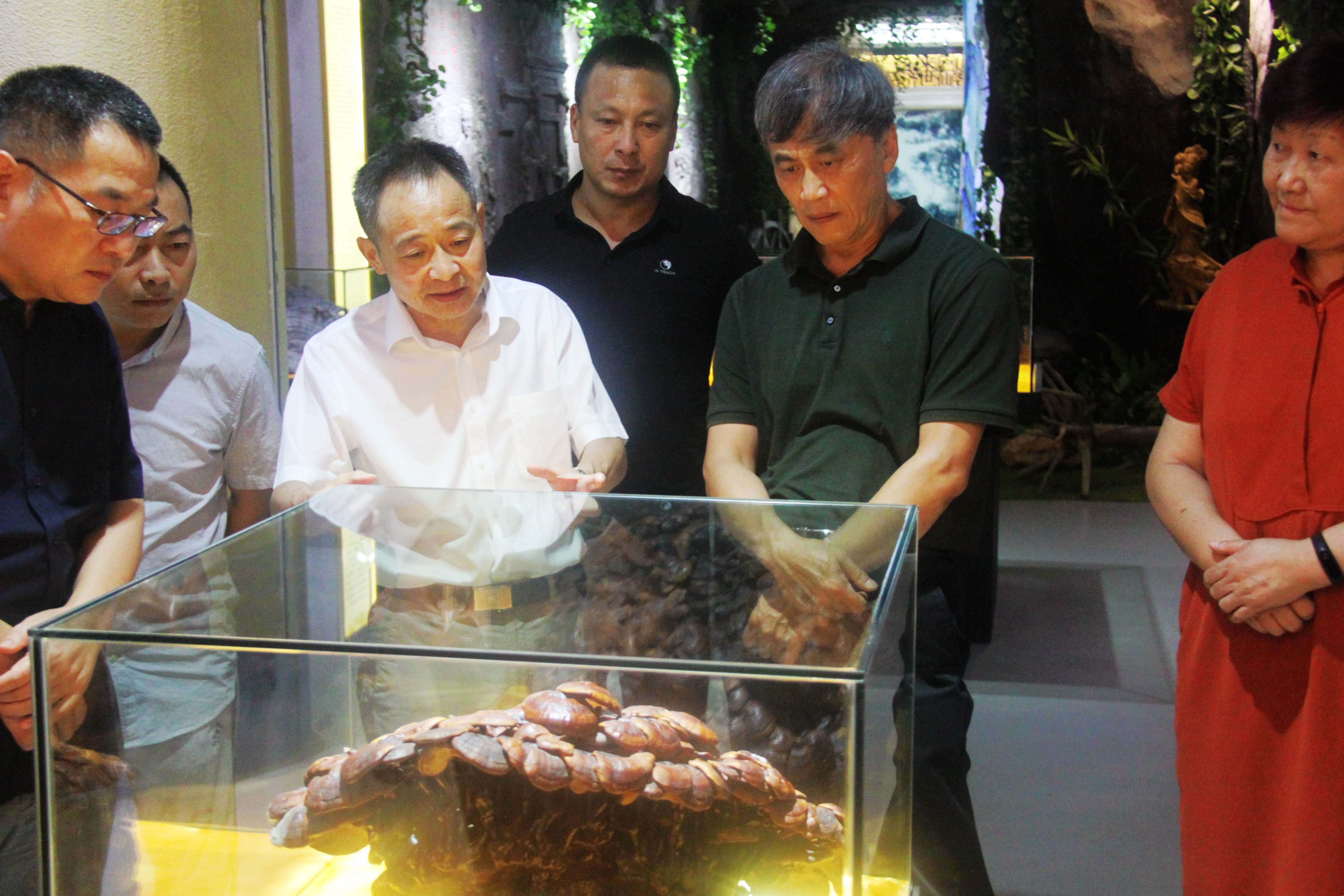 中國靈芝十大品牌|仙客來靈芝|仙客來靈芝破壁孢子粉|仙客來孢子油|仙客來靈芝飲片|仙客來破壁孢子粉|仙客來靈芝中藥飲片|馳名商標(biāo)|m.stfilm.cn|