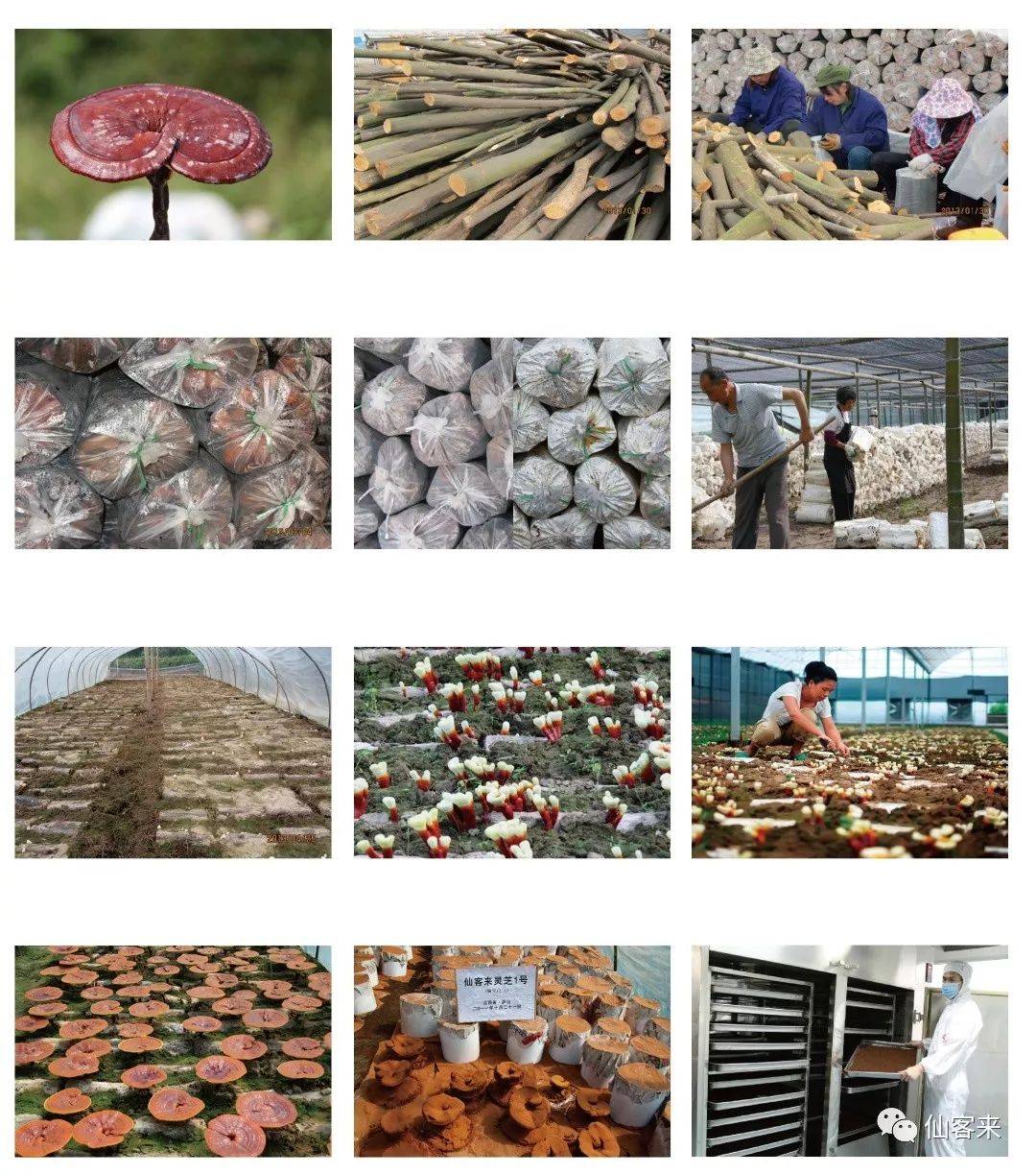 中國(guó)靈芝十大品牌|仙客來(lái)靈芝|仙客來(lái)靈芝破壁孢子粉|仙客來(lái)孢子油|仙客來(lái)靈芝飲片|仙客來(lái)破壁孢子粉|仙客來(lái)靈芝中藥飲片|馳名商標(biāo)|m.stfilm.cn| 中國(guó)靈芝十大品牌|仙客來(lái)靈芝|仙客來(lái)靈芝破壁孢子粉|仙客來(lái)孢子油|仙客來(lái)靈芝飲片|仙客來(lái)破壁孢子粉|仙客來(lái)靈芝中藥飲片|馳名商標(biāo)|m.stfilm.cn|