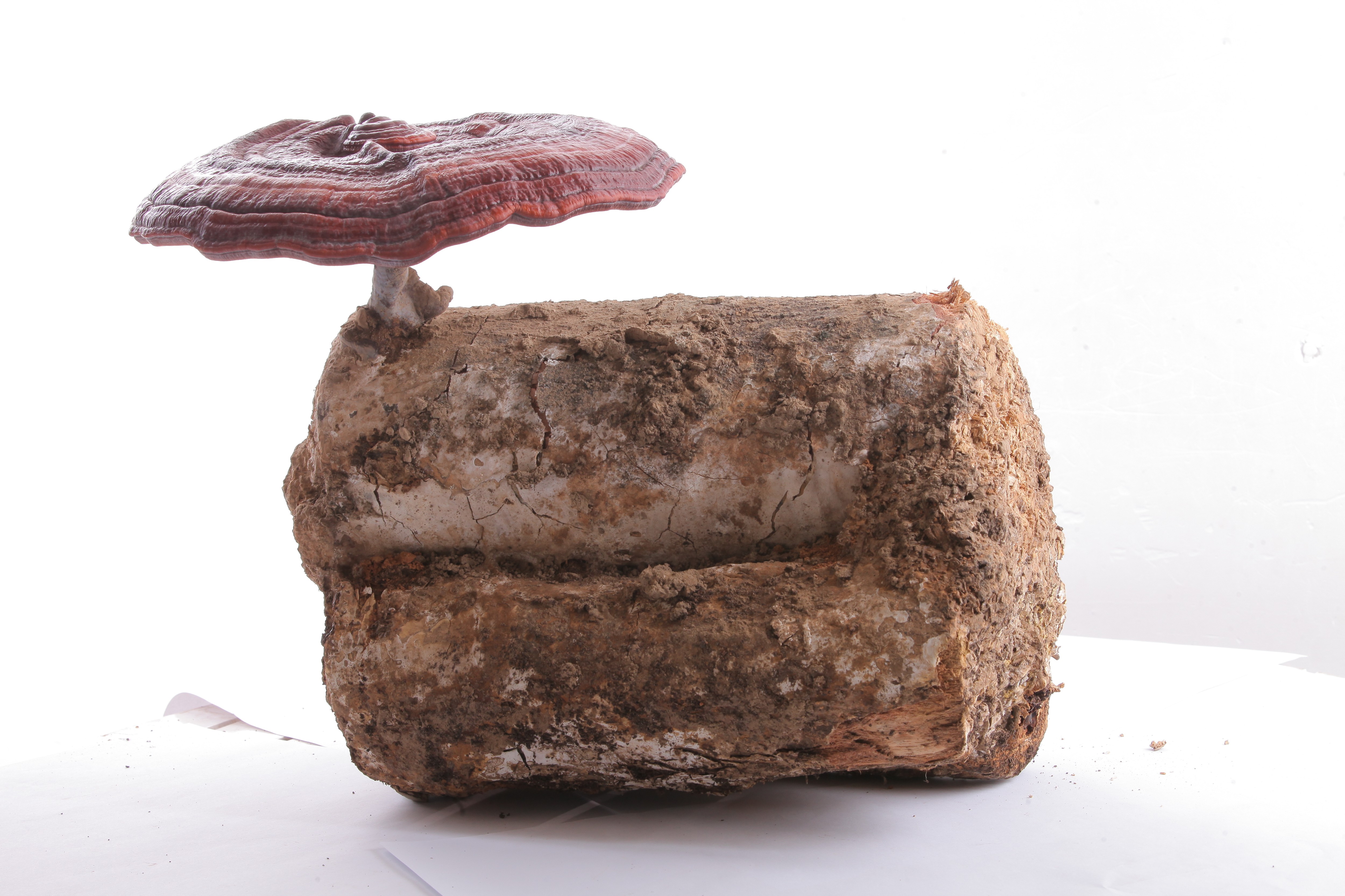 杭州亞運(yùn)會(huì)官方靈芝產(chǎn)品供應(yīng)商|杭州亞運(yùn)會(huì)官方供應(yīng)商|中國(guó)靈芝十大品牌|仙客來(lái)靈芝|仙客來(lái)靈芝破壁孢子粉|仙客來(lái)孢子油|仙客來(lái)靈芝飲片|仙客來(lái)破壁孢子粉|靈芝孢子油|孢子粉|靈芝破壁孢子粉|靈芝|中華老字號(hào) 杭州亞運(yùn)會(huì)官方靈芝產(chǎn)品供應(yīng)商|杭州亞運(yùn)會(huì)官方供應(yīng)商|中國(guó)靈芝十大品牌|仙客來(lái)靈芝|仙客來(lái)靈芝破壁孢子粉|仙客來(lái)孢子油|仙客來(lái)靈芝飲片|仙客來(lái)破壁孢子粉|靈芝孢子油|孢子粉|靈芝破壁孢子粉|靈芝|中華老字號(hào)