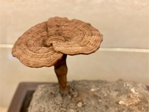 1590804808540550.jpeg IMG_4014.jpeg