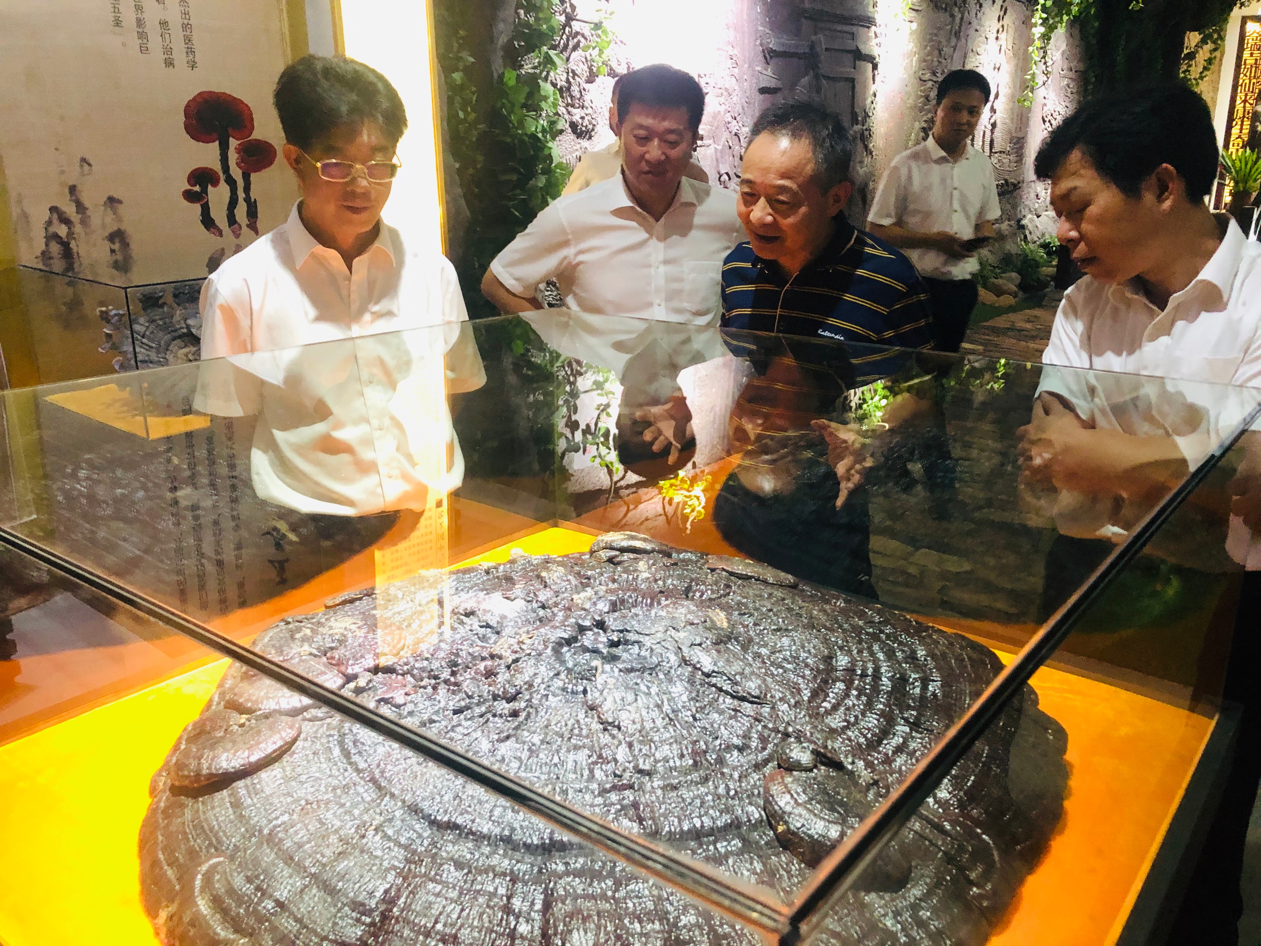 杭州亞運會官方靈芝產(chǎn)品供應商|杭州亞運會官方供應商|中國靈芝十大品牌|仙客來靈芝|仙客來靈芝破壁孢子粉|仙客來孢子油|仙客來靈芝飲片|仙客來破壁孢子粉|靈芝孢子油|孢子粉|靈芝破壁孢子粉|靈芝|中華老字號