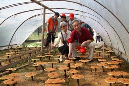 杭州亞運(yùn)會官方靈芝產(chǎn)品供應(yīng)商|杭州亞運(yùn)會官方供應(yīng)商|中國靈芝十大品牌|仙客來靈芝|仙客來靈芝破壁孢子粉|仙客來孢子油|仙客來靈芝飲片|仙客來破壁孢子粉|靈芝孢子油|孢子粉|靈芝破壁孢子粉|靈芝|中華老字號