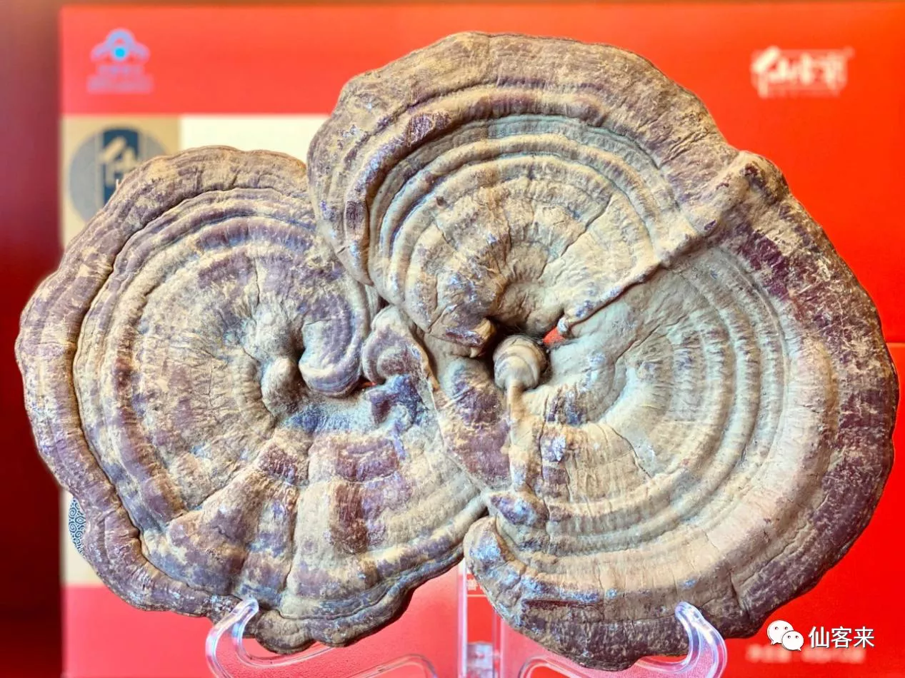 杭州亞運會官方靈芝產(chǎn)品供應(yīng)商|杭州亞運會官方供應(yīng)商|中國靈芝十大品牌|仙客來靈芝|仙客來靈芝破壁孢子粉|仙客來孢子油|仙客來靈芝飲片|仙客來破壁孢子粉|靈芝孢子油|孢子粉|靈芝破壁孢子粉|靈芝|中華老字號 杭州亞運會官方靈芝產(chǎn)品供應(yīng)商|杭州亞運會官方供應(yīng)商|中國靈芝十大品牌|仙客來靈芝|仙客來靈芝破壁孢子粉|仙客來孢子油|仙客來靈芝飲片|仙客來破壁孢子粉|靈芝孢子油|孢子粉|靈芝破壁孢子粉|靈芝|中華老字號