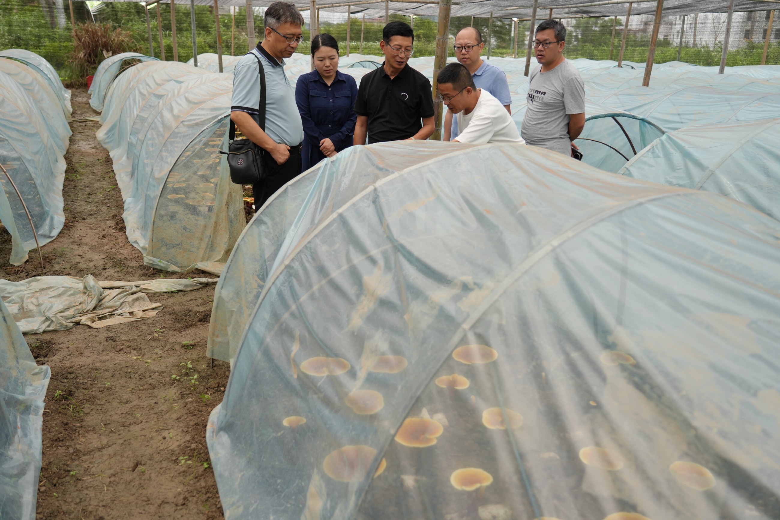 杭州亞運(yùn)會(huì)官方靈芝產(chǎn)品供應(yīng)商|杭州亞運(yùn)會(huì)官方供應(yīng)商|中國靈芝十大品牌|仙客來靈芝|仙客來靈芝破壁孢子粉|仙客來孢子油|仙客來靈芝飲片|仙客來破壁孢子粉|靈芝孢子油|孢子粉|靈芝破壁孢子粉|靈芝|中華老字號(hào) 杭州亞運(yùn)會(huì)官方靈芝產(chǎn)品供應(yīng)商|杭州亞運(yùn)會(huì)官方供應(yīng)商|中國靈芝十大品牌|仙客來靈芝|仙客來靈芝破壁孢子粉|仙客來孢子油|仙客來靈芝飲片|仙客來破壁孢子粉|靈芝孢子油|孢子粉|靈芝破壁孢子粉|靈芝|中華老字號(hào)