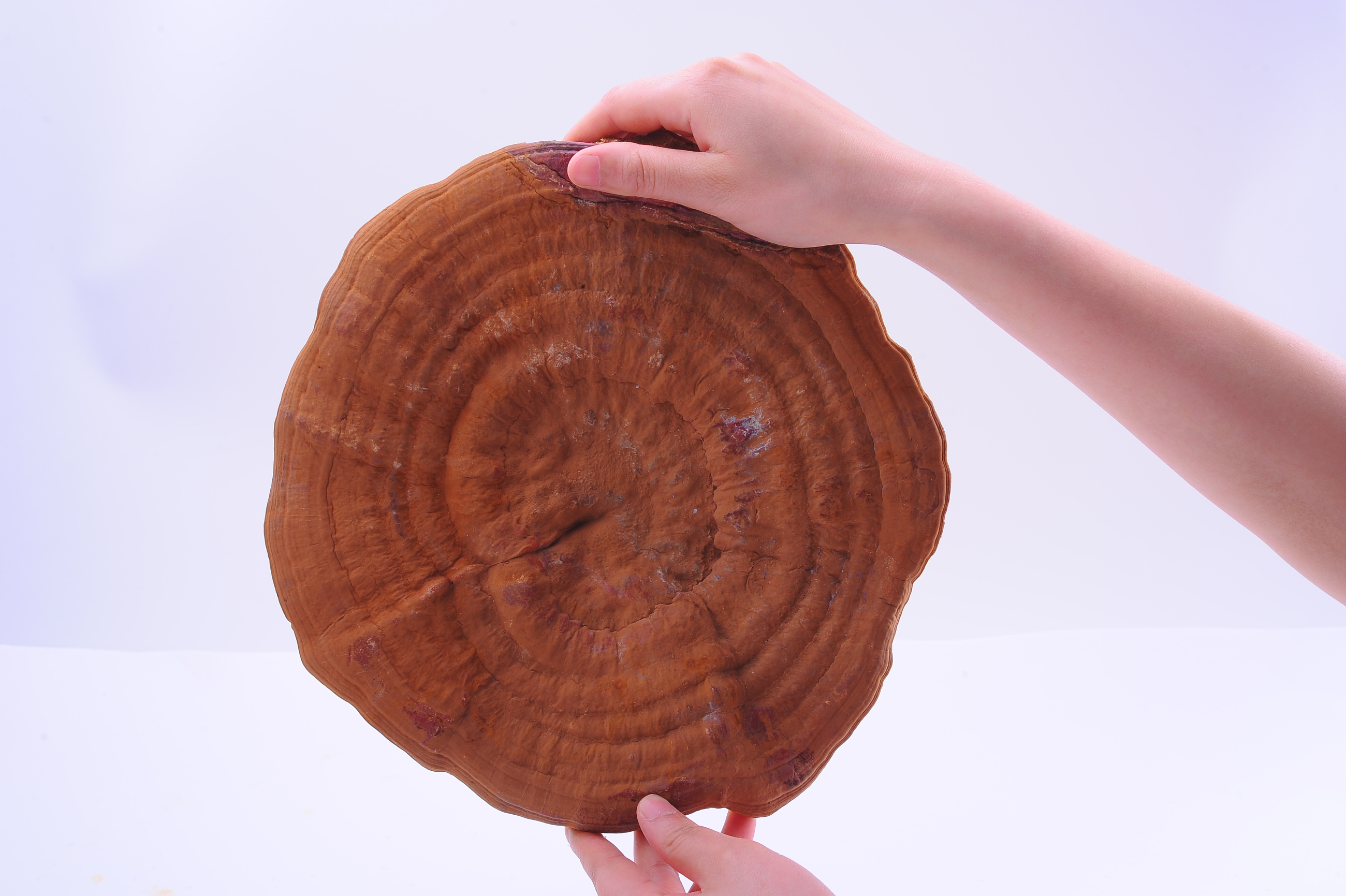 杭州亞運會官方靈芝產(chǎn)品供應(yīng)商|杭州亞運會官方供應(yīng)商|中國靈芝十大品牌|仙客來靈芝|仙客來靈芝破壁孢子粉|仙客來孢子油|仙客來靈芝飲片|仙客來破壁孢子粉|靈芝孢子油|孢子粉|靈芝破壁孢子粉|靈芝|中華老字號 杭州亞運會官方靈芝產(chǎn)品供應(yīng)商|杭州亞運會官方供應(yīng)商|中國靈芝十大品牌|仙客來靈芝|仙客來靈芝破壁孢子粉|仙客來孢子油|仙客來靈芝飲片|仙客來破壁孢子粉|靈芝孢子油|孢子粉|靈芝破壁孢子粉|靈芝|中華老字號