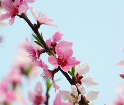 清明小長(zhǎng)假謹(jǐn)防疫情！健康長(zhǎng)壽請(qǐng)謹(jǐn)記這“三個(gè)字”