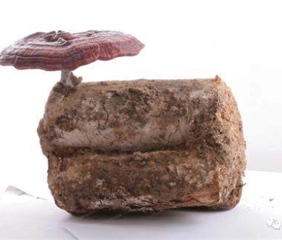 2020全國(guó)兩會(huì)特別報(bào)道：關(guān)于新冠疫情，看名醫(yī)、人大代表和政協(xié)委員如何說(shuō)？